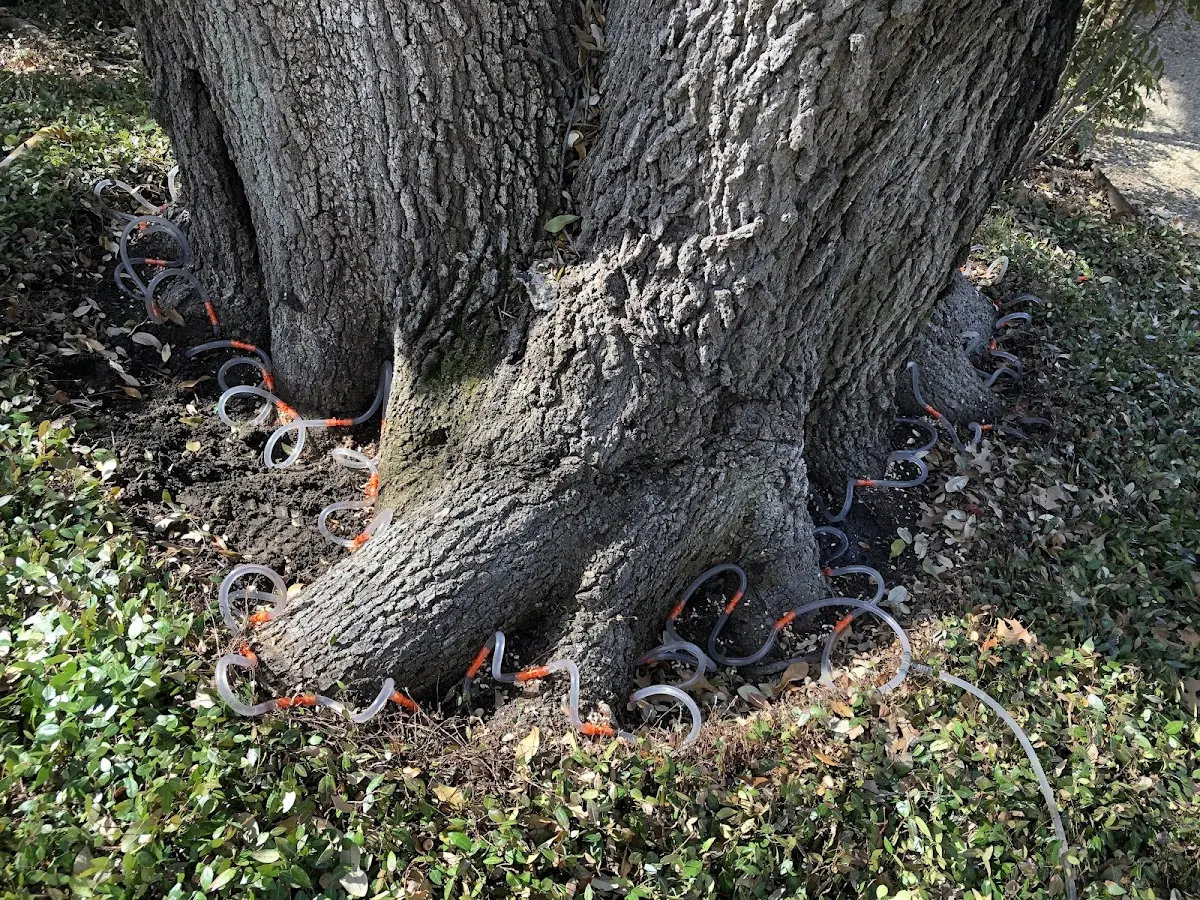 Detailed Tree Cabling and Bracing job site in Piermont