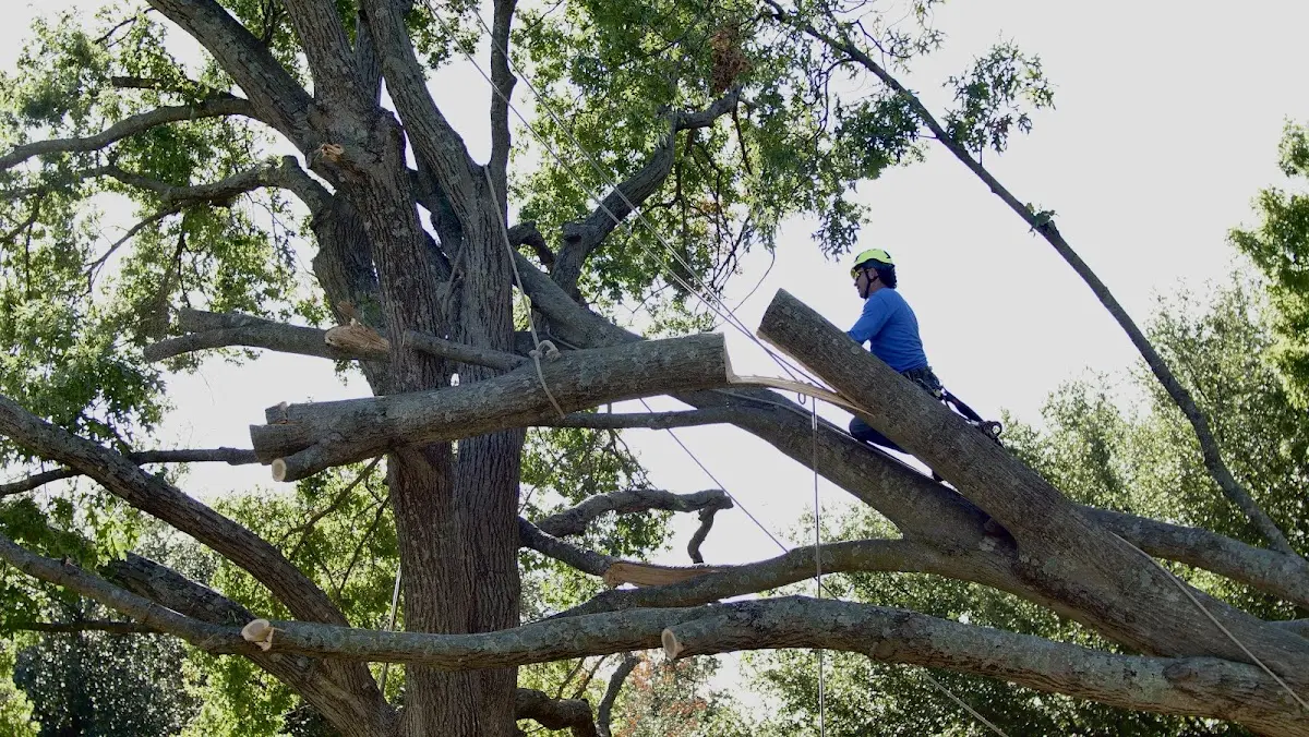 Professional Crown Thinning performed by certified arborists in Piermont