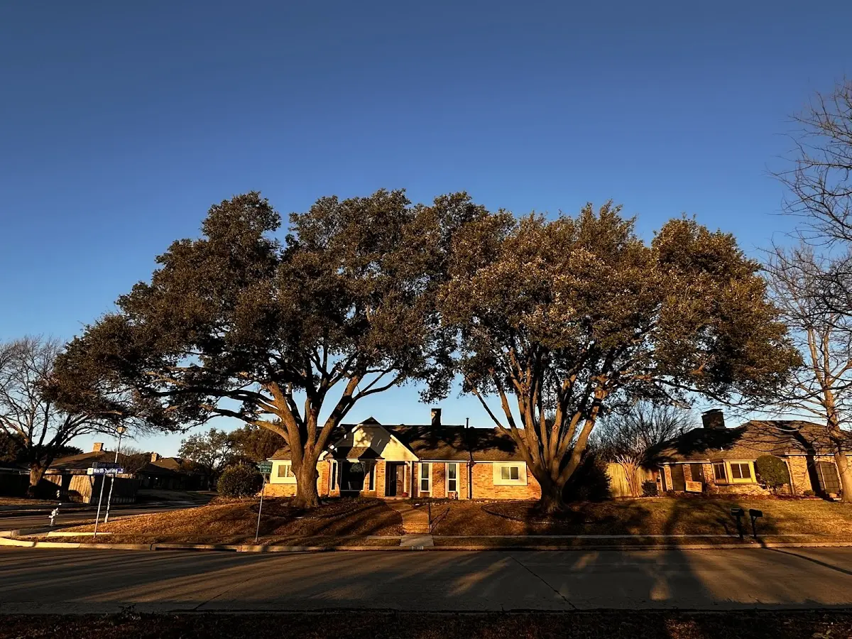 Established residential canopy tree shading a home in Piermont